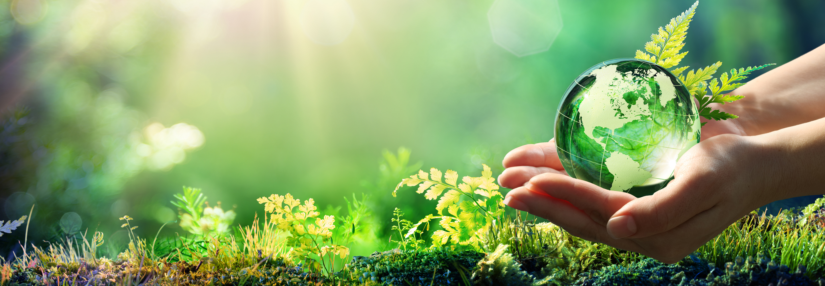 Stylised image of hands holding a clear globe set against a backdrop of ferns and foliage.